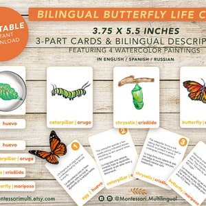Ciclo de vida de la mariposa monarca bilingüe - Montessori ESPAÑOL Inglés - Descarga digital imprimible instantánea - Arte de acuarela - Ciencia botánica