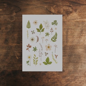 Postcard: Pressed Flowers Herbarium