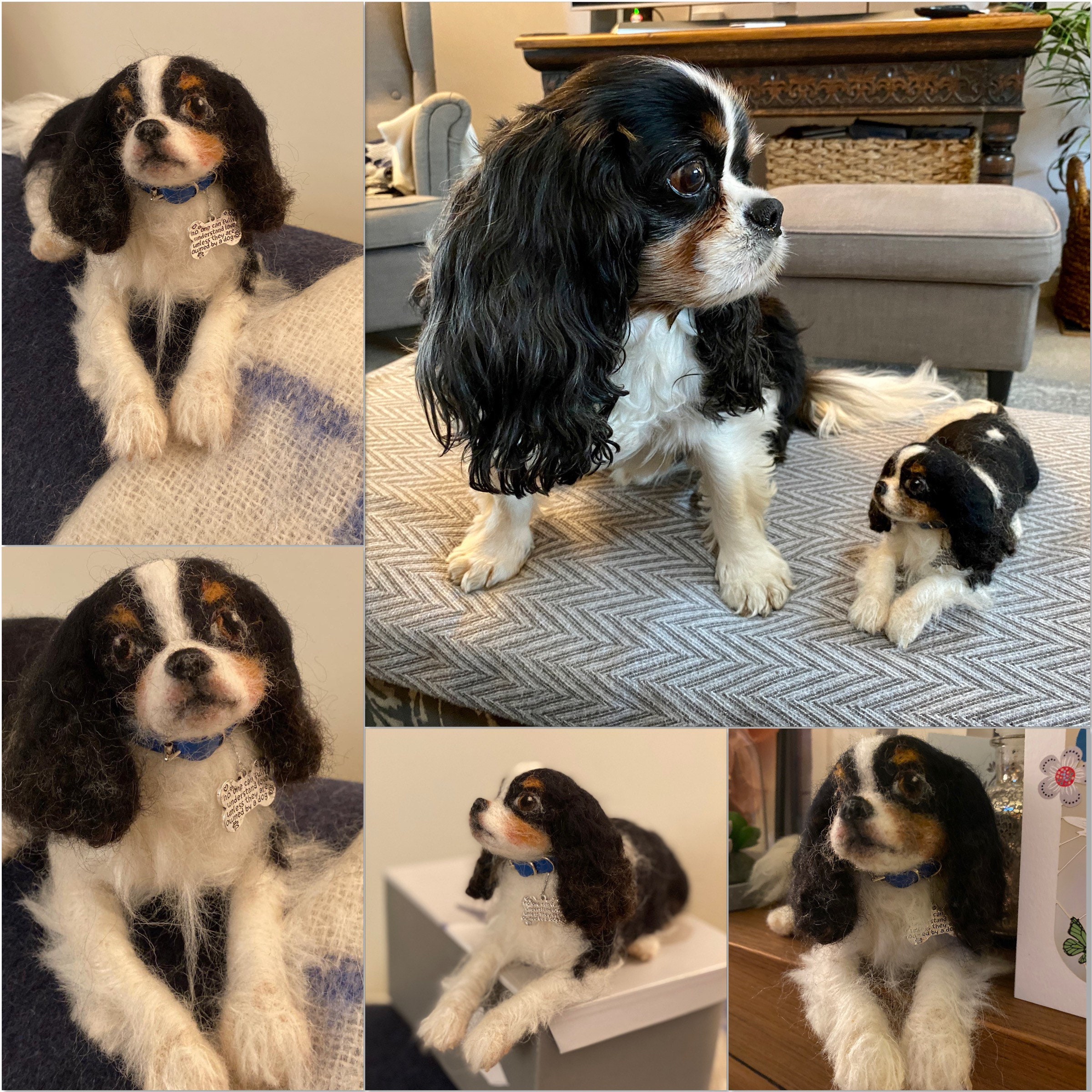 Mini Teacup King Charles Cavalier ubicaciondepersonas.cdmx.gob.mx