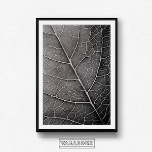 May include: Black and white photograph of a leaf's veins, showing the intricate network of lines and patterns.