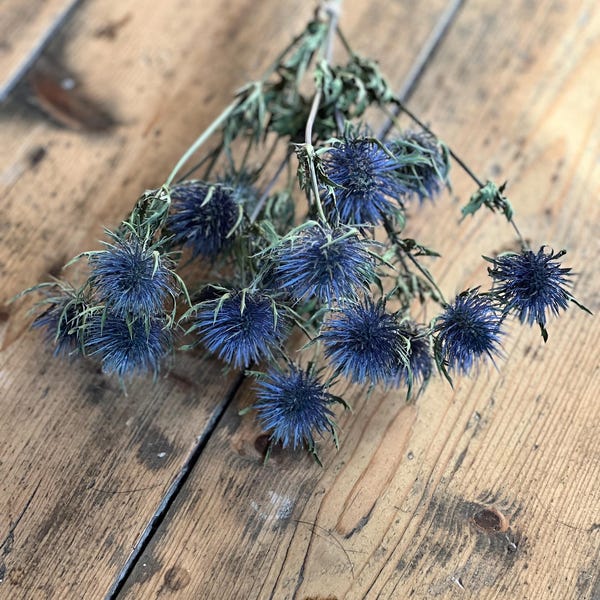 Dried blue thistles, Dried blue magnet thistles, Dried blue Eryngium bunch, Scottish wedding flowers, Dried thistle bunch, Dried flowers.