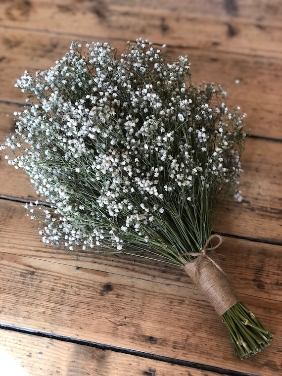 Dried Babysbreath Flowers Gypsophila Close Stock Photo by