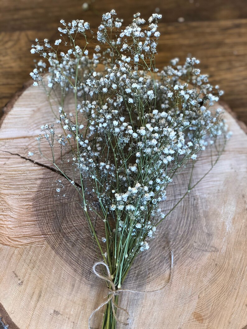 Dried Gypsophila bunch Dried Babys Breath Dried Flower Etsy