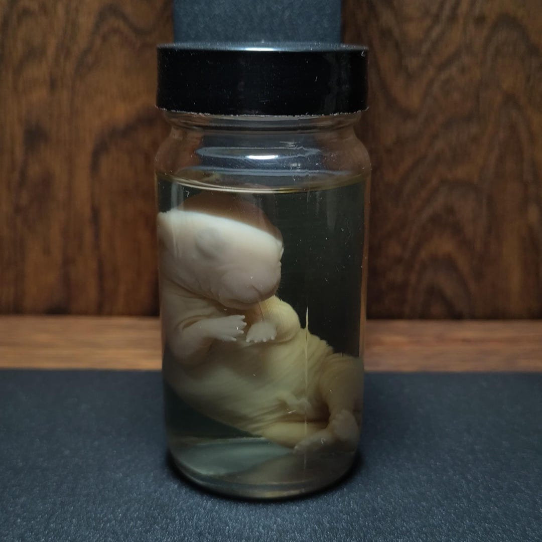 Make Rabbit Specimen Fetal Rabbit Wet Specimen - Etsy