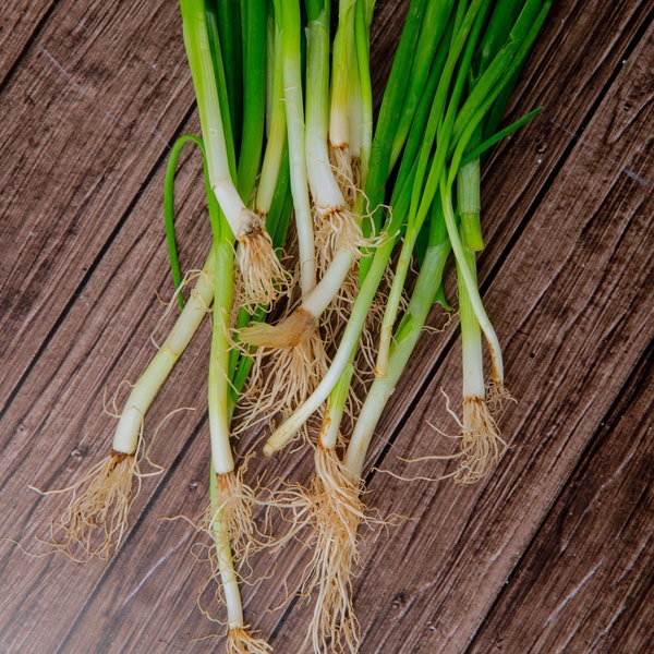 Spring Onion ‘White Lisbon’ Seeds - Approx 100 Seeds, TheGreenGroup Eco-Products - UK Garden, Vegan, Green, Non-Gmo, Naturally Deters Pests.