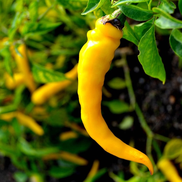 Hot Yellow Chilli Seeds - Approx 50 Seeds -TheGreenGroup Eco-Products - Gardening - Allotment Vegetable Seeds - Self Reliant - Free Postage
