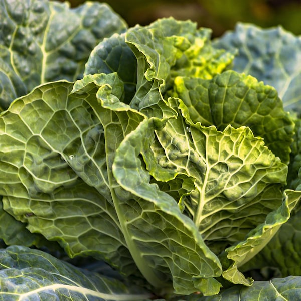 Savoy Cabbage Heirloom Seeds - Approx 100 Seeds - TheGreenGroup Eco-Products - Home - Gardening - Allotment - Green - Home - Vegetable - Eco