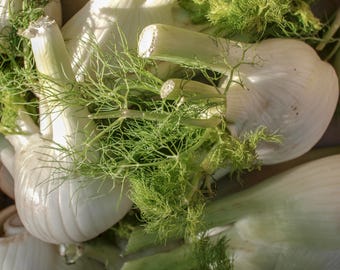 Fennel ’Florence’ Seeds - Approx 50 Seeds - TheGreenGroup - Allotment - Gardening - écologique - Summer - Grow Your Own - UK Seeds - Vegan