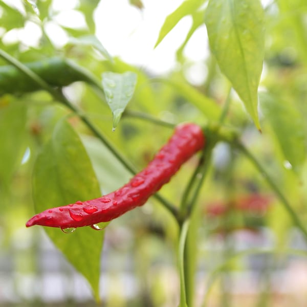 Special Offer - Mantianhong Nest Chilli Pepper Seeds - Approx 40 Seeds - TheGreenGroup Eco-Products - Garden - Allotment - Vegan Education