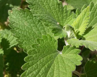 Catnip ’Nepeta' Seeds - Approx 100 Seeds - TheGreenGroup Eco-Products - Gardening - Cats - Natural - Pet - Pets Supplies - UK Seeds - Plant