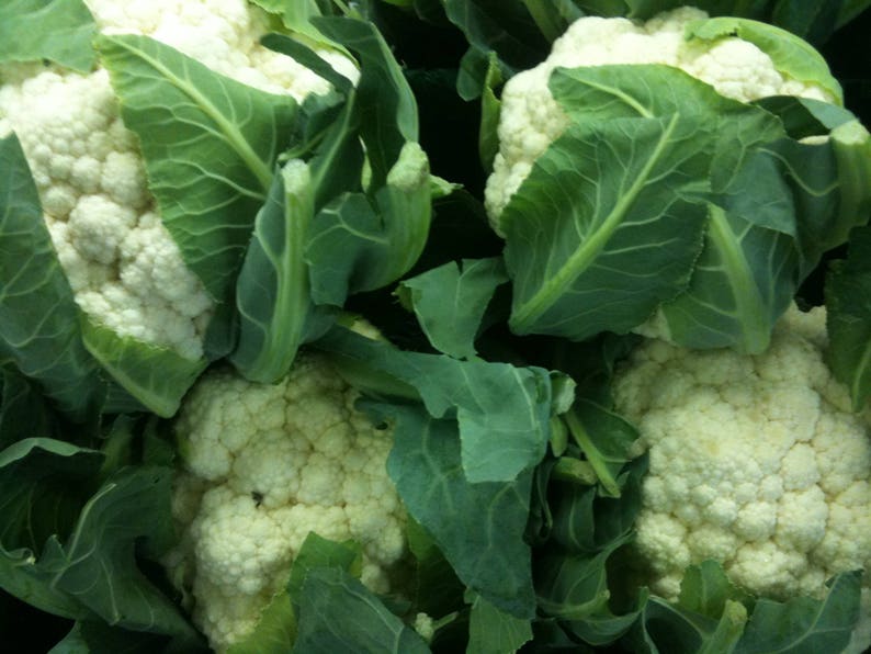 Cauliflower Snowflake Ball Approx 100 Seeds Thegreengroup Etsy