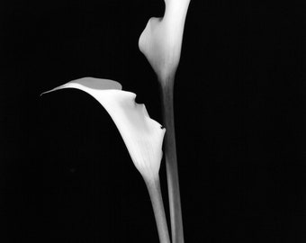 Calla II - black & white photograph , taken with a larger format camera, all processed in wet darkroom