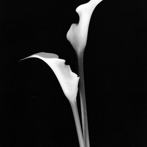 May include: Two white calla lilies with long stems against a black background.