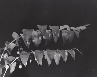 Solomon's seal - black and white, large format camera, processed in wet darkroom