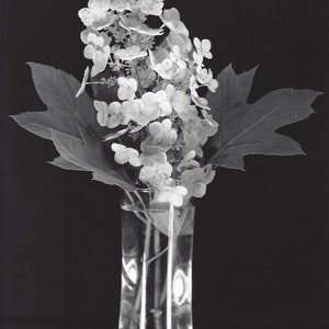 Oak Leaf Hydrangea - black & white photograph, taken with a large format camera, all processed in a wet darkroom