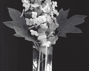 Oak Leaf Hydrangea - black & white photograph, taken with a large format camera, all processed in a wet darkroom