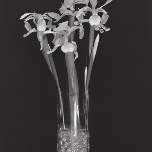French Iris - black & white photograph, taken with a large format camera, all processing done in a wet darkroom