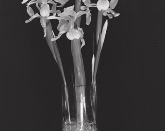 French Iris - black & white photograph, taken with a large format camera, all processing done in a wet darkroom