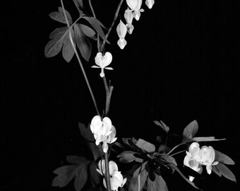 Bleeding Hearts - Black & White photograph, taken with a 4x5 large format camera ,processed in a wet darkroom