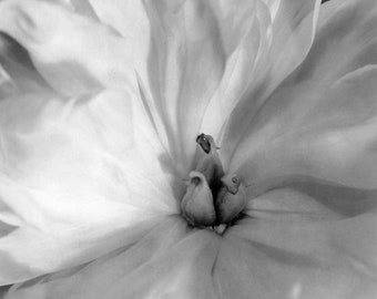 Peony - black and white photograph, taken with a large format camera, all processing done in a wet darkroom