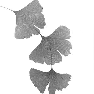 Ginkgo Leaves II - Black and White photograph, taken with a large format camera, all processing done in a wet darkroom