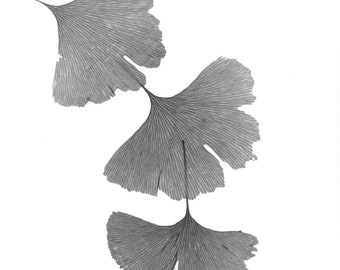 Ginkgo Leaves II - Black and White photograph, taken with a large format camera, all processing done in a wet darkroom