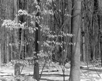 Beech Tree and Snow - black & white photograph, taken with a large format camera, all processing done in a wet darkroom