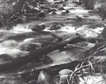 Fishhook Creek, ID - black and white photograph, large format camera, processed in a wet darkroom