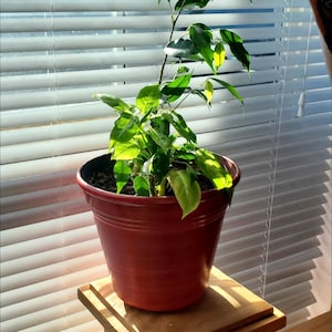 May include: A small green plant with dark green leaves growing in a red pot. The pot is sitting on a wooden shelf in front of a window with white blinds.