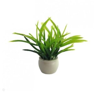 Peut inclure: Une petite plante en pot avec de longues feuilles vertes dans un pot en céramique blanc. La plante est un type d'herbe.