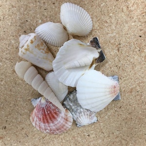 10 Hand Selected Seashells,  Various Shaped Seashells for Fairy Gardens and Crafts