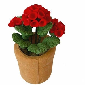 May include: A miniature potted plant with vibrant red flowers and green leaves. The flowers are clustered together, and the leaves have a textured appearance. The pot is a light brown color.