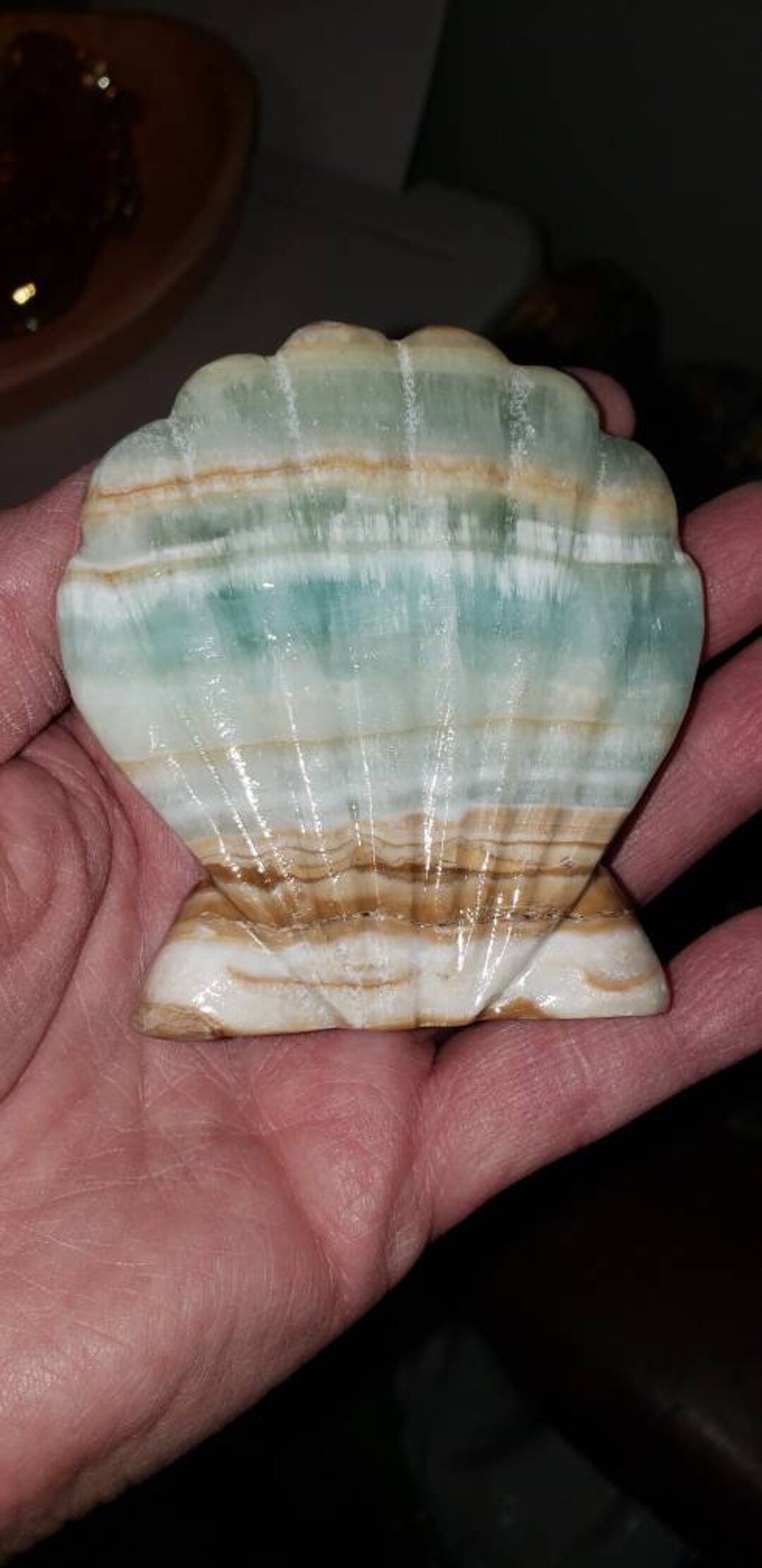 Calri Shells Caribbian Calcite Shell - Etsy