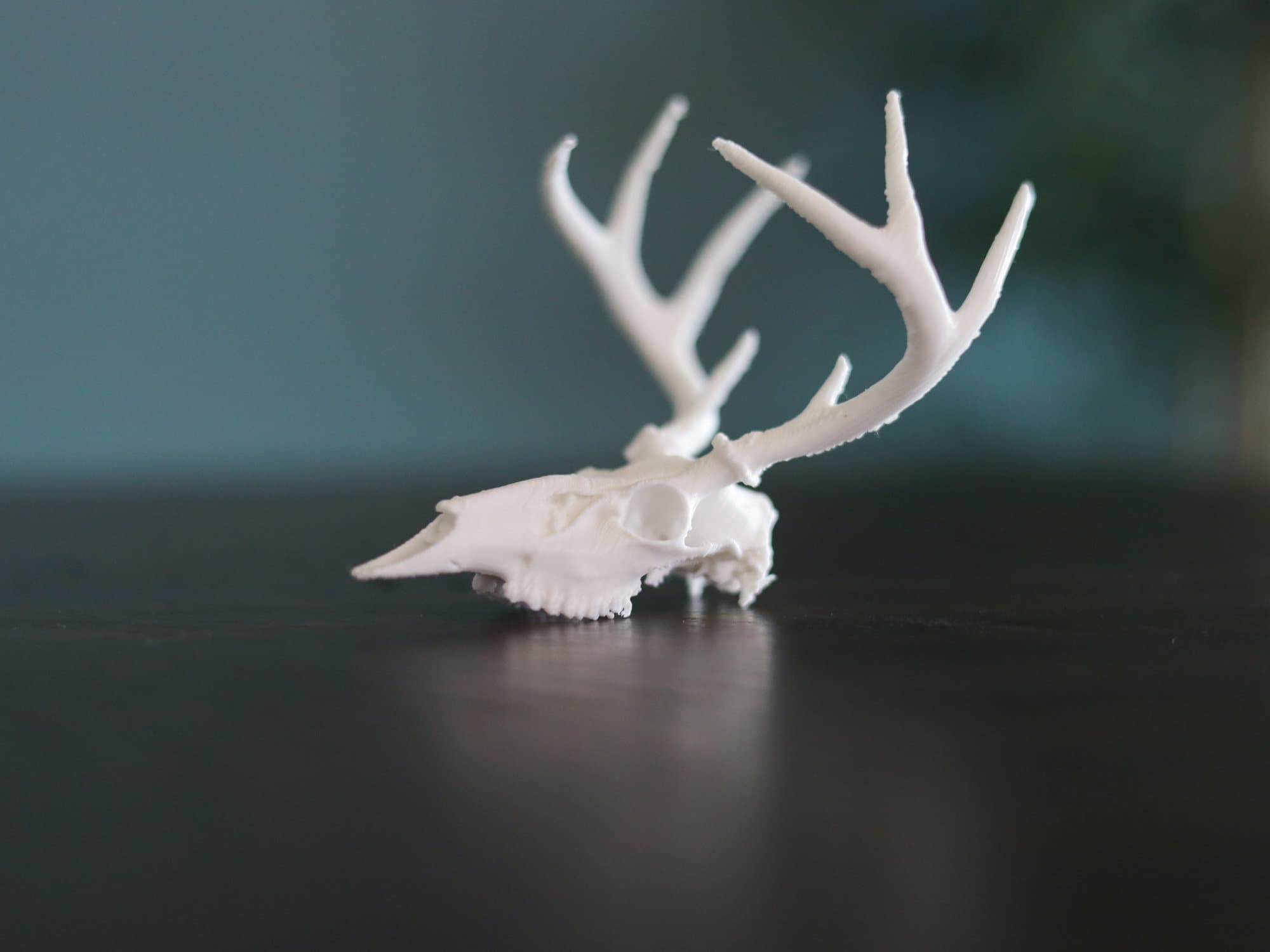 シカの頭蓋骨（小ぶり） 3Dプリントされたミニ鹿の頭蓋骨 - Etsy 日本