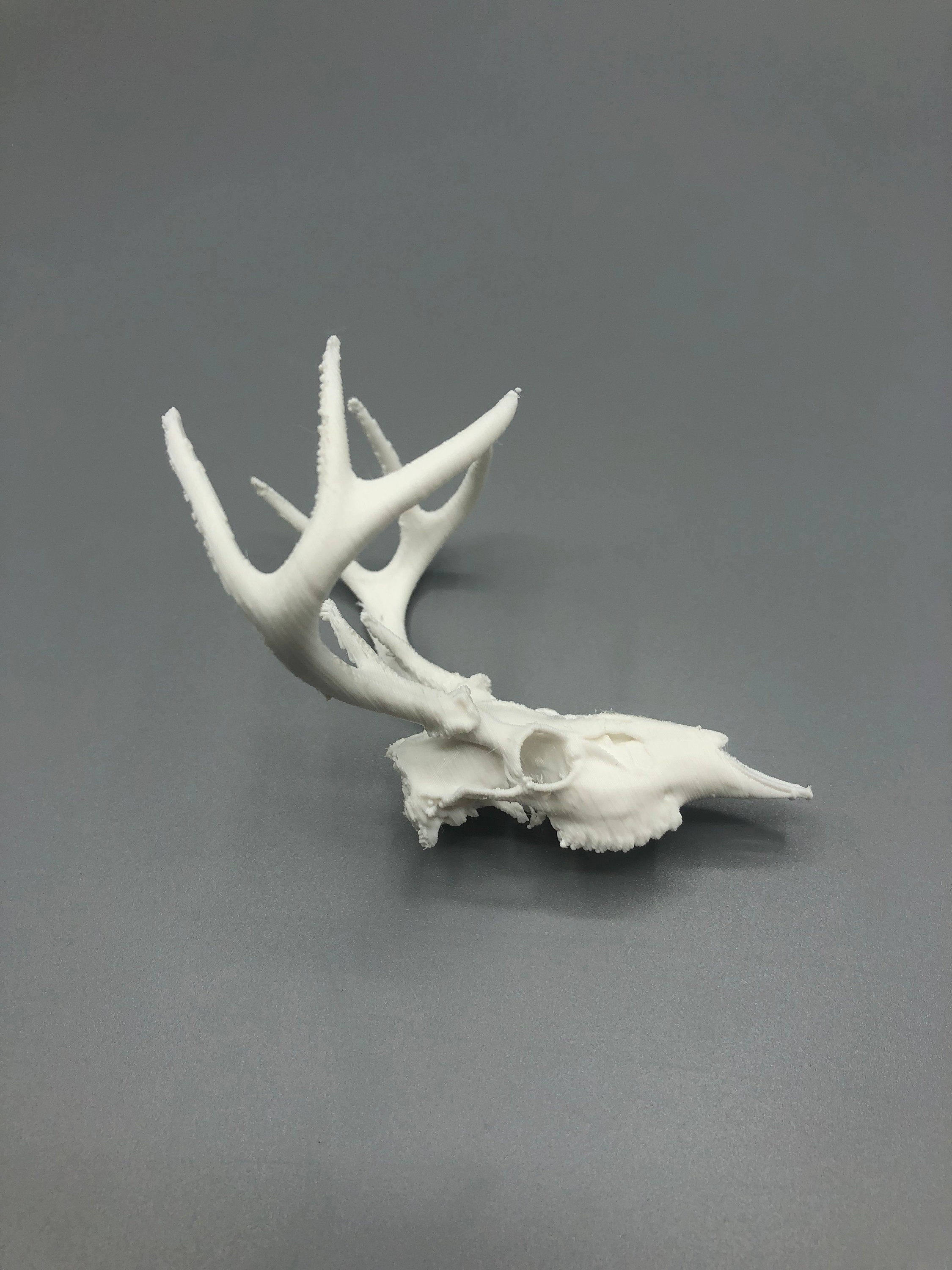 3Dプリントされたミニ鹿の頭蓋骨 - Etsy 日本 3Dプリントされたミニ鹿の頭蓋骨 - Etsy 日本