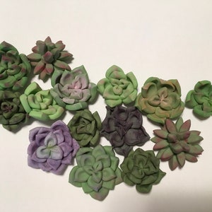 36 Mini Succulent Cupcake Toppers (3 Dozen) Cake Pop Topper