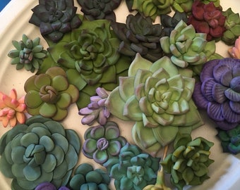 Assortment of Succulents- 25 various sizes and styles