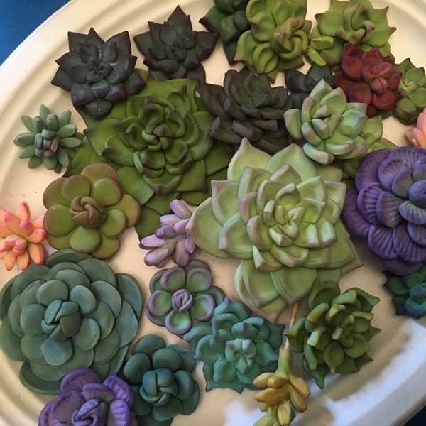 Assortment of Succulents- 25 various sizes and styles