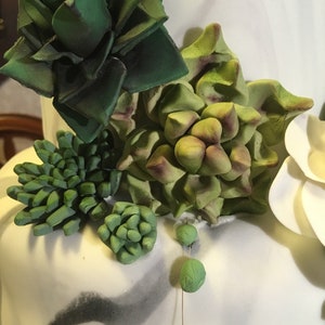 Set of Succulents- 6 various sizes