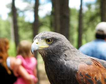 Psychic reading, Meet your animal totem/power animal, Via PDF, Clairvoyant