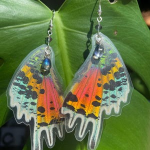 REAL Madagascar Sunset Moth Earrings