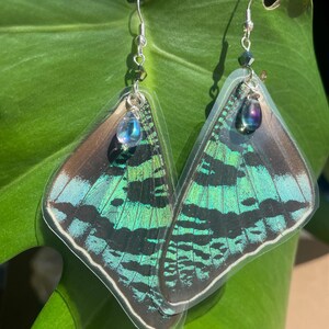 REAL Madagascar Sunset Moth Earrings