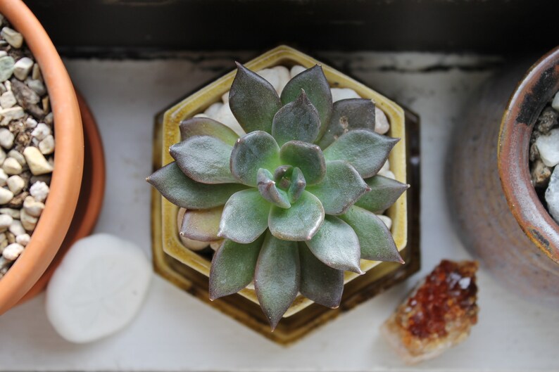 Wildflower Yellow Honeycomb Planter