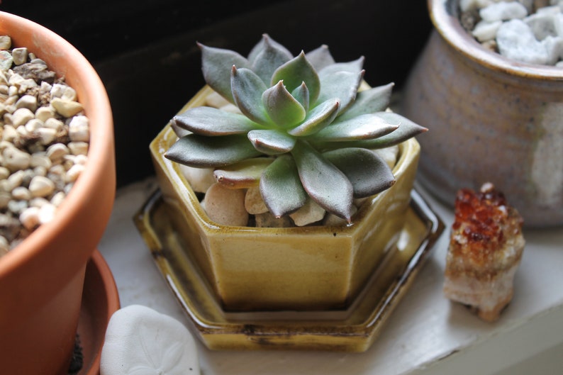 Wildflower Yellow Honeycomb Planter