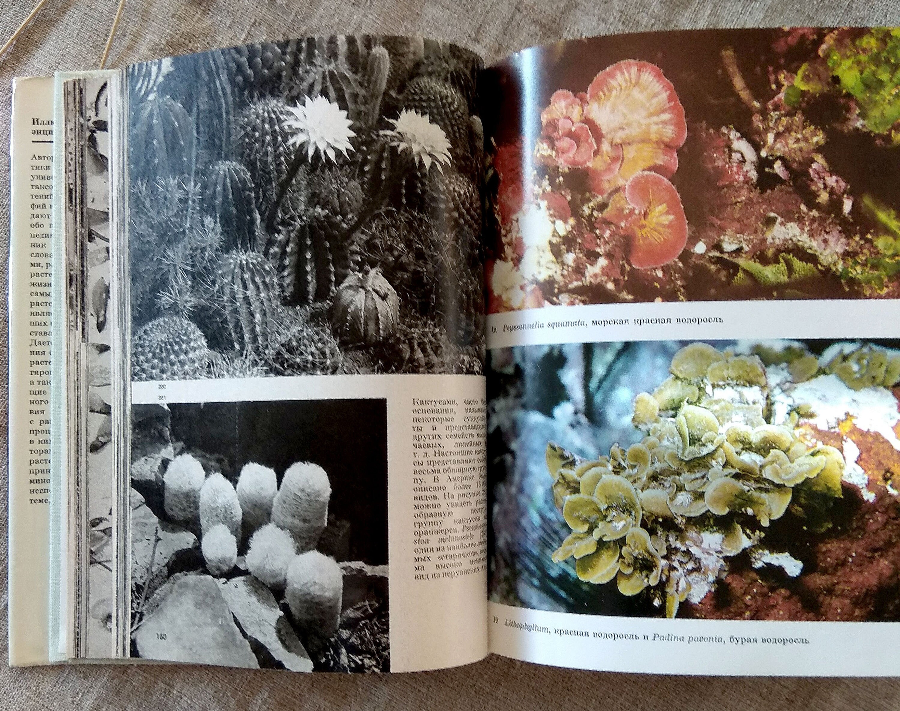 Vintage encyclopedia of plants and Flowers color