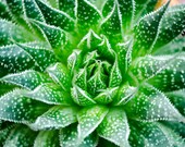 Aloe Vera Plant Downloadable Print 4 Sizes 11x14 8x10 5x7 4x6 Printable Wall Decor Art Succulent Photography Prints Cactus Digital