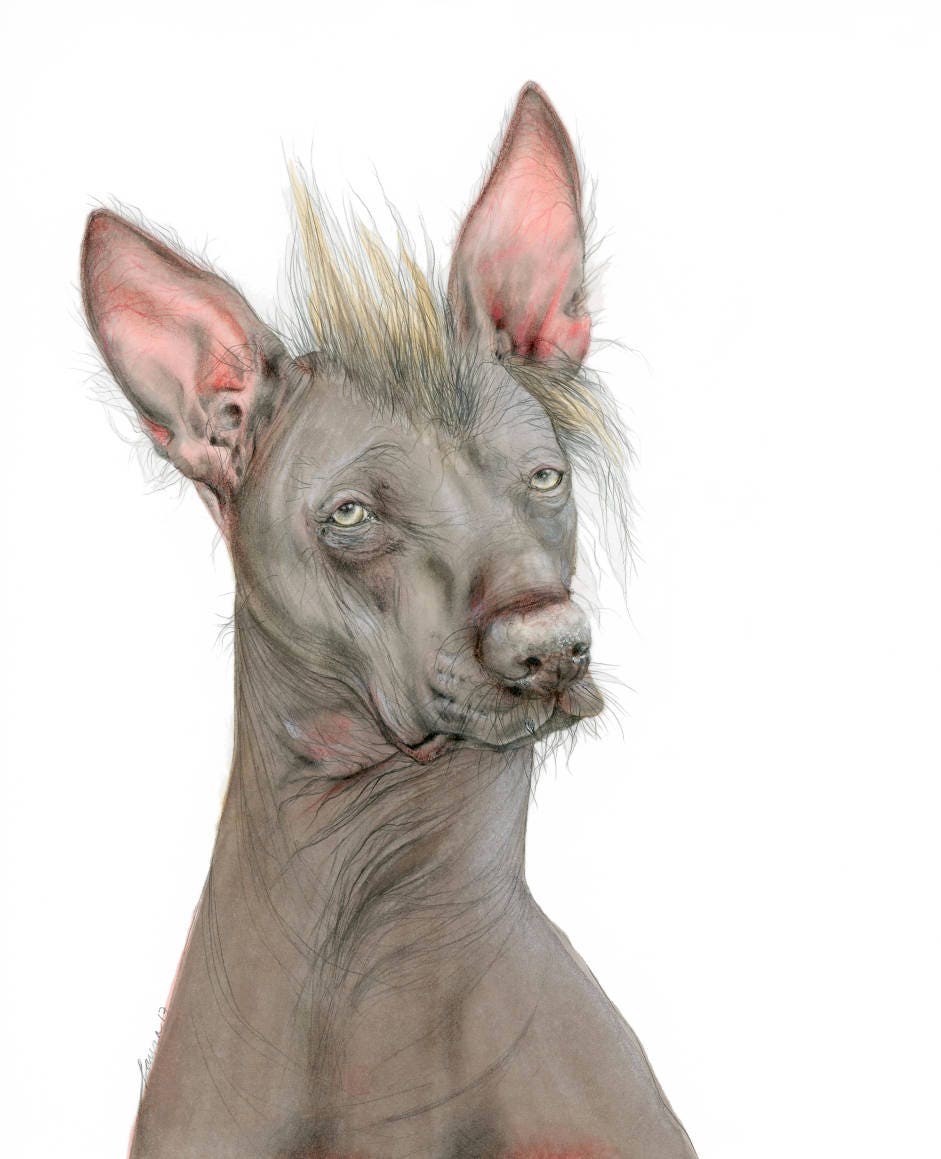 Get Peruvian Hairless Dog Coated Gif