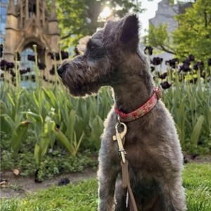 Collar para perro con estampado floral: Lona resistente a las manchas, etiqueta personalizada. imagen 2