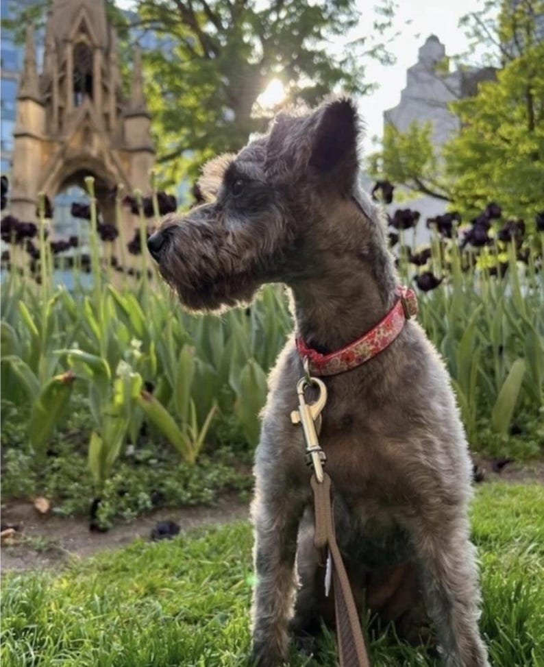 Collar para perro con estampado floral: Lona resistente a las manchas, etiqueta personalizada. imagen 2