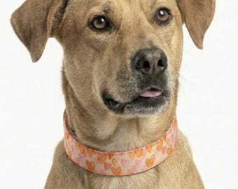 Orange Hearts Dog Collar, Stain Resistant, Water Resistant, Optional Personalized Tag, Buckle Options